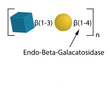 Endo-Beta-Galactosidase